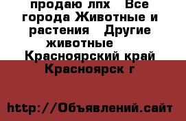 продаю лпх - Все города Животные и растения » Другие животные   . Красноярский край,Красноярск г.